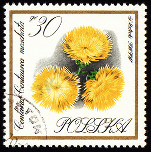 邮票上的黄色花朵