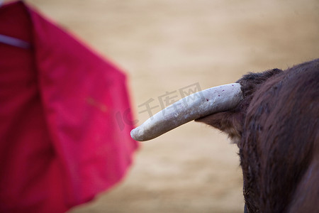西班牙斗牛中公牛头和角的细节