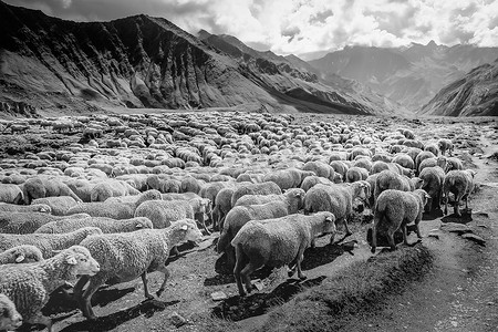 羊群沿着意大利阿尔卑斯山的奥斯塔山谷下行