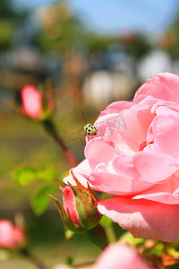 粉红玫瑰上的甲虫