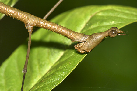 卡地亚手提袋摄影照片_热带竹节虫，纳波河流域，亚马逊流域，厄瓜多尔