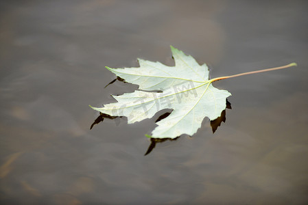 池塘中的禅秋叶