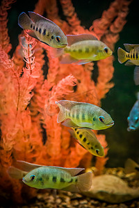 装饰鱼鱼鱼摄影照片_有鱼的热带淡水水族馆