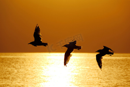 飞翔的水鸟摄影照片_飞翔的海鸥