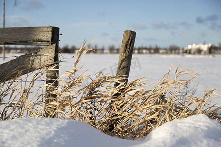 冬栅栏摄影照片_冬时有草的杆子