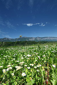 瑞士阿尔卑斯山美丽的洋甘菊