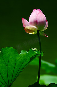 池塘里盛开的莲花