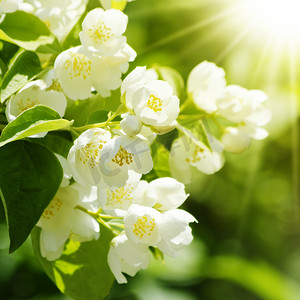 茉莉花飘摄影照片_茉莉花