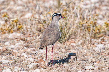 被加冠的千鸟，Vanellus coronatus，在地面上