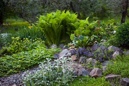 绿色岩石花园中郁郁葱葱的植被