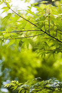 日本绿枫叶，东方生动的主题