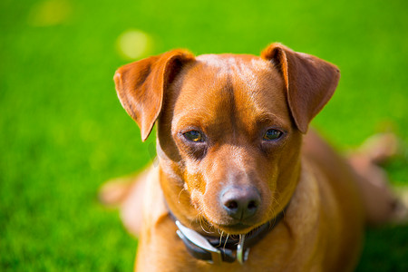 耳朵短毛摄影照片_躺在草坪上的迷你短毛猎犬棕色狗肖像