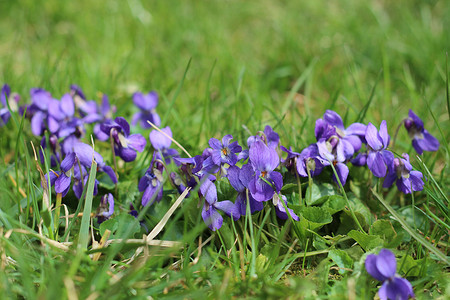 恋人花朵摄影照片_紫罗兰，紫色的花朵，春天