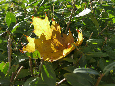 彩色枫叶摄影照片_绿色灌木上背光的秋季彩色枫叶