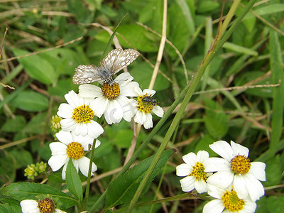 蜜蜂和蝴蝶摄影照片_蝴蝶和蜜蜂在雏菊上。