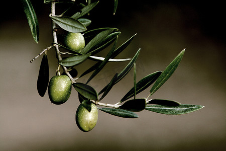 橄榄枝图片，哈恩，安达卢西亚，西班牙