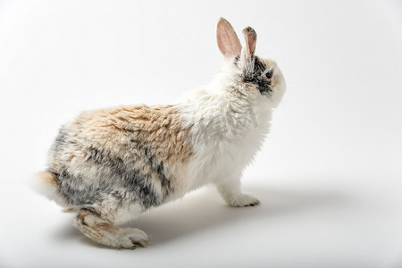 兔子耳朵摄影照片_在白色的兔子