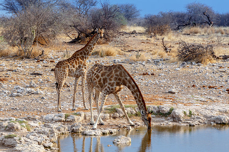 长颈鹿喝水摄影照片_从埃托沙国家公园的水坑喝水的长颈鹿