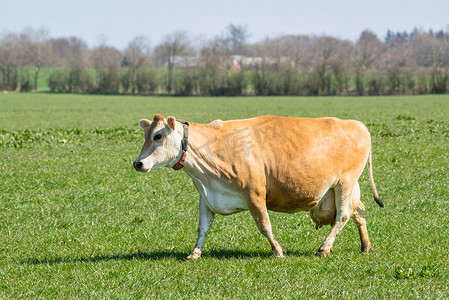在一个绿色领域的泽西母牛