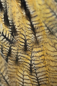 欧布摄影照片_欧亚雕鸮的羽毛