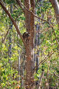 澳大利亚考拉睡在树上
