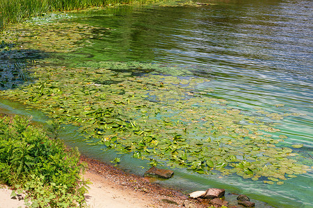 河面上长满了绿藻和睡莲。
