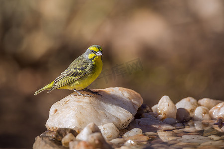 克鲁格摄影照片_南非克鲁格国家公园的黄色金丝雀