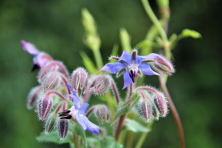 Borango officinalis - 琉璃苣花蕾和蓝色花朵