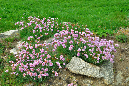 生长在沙丘上的 Armeria maritima 粉红海