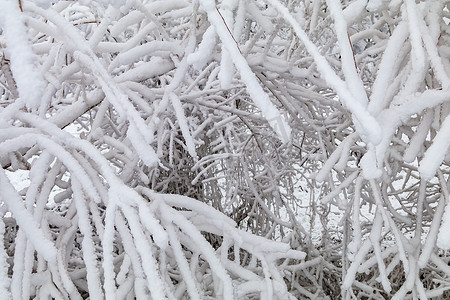 厚厚的雪摄影照片_冬天有很多雪和冰的灌木和树枝