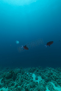 Redtooth 引金鱼和红海的热带珊瑚礁。