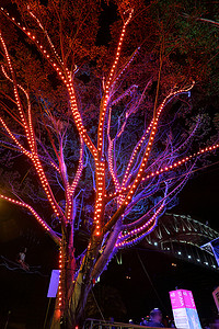 缤纷悉尼灯光音乐节的光之树