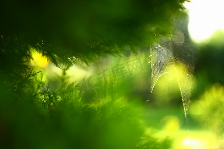 树上的蜘蛛网摄影照片_绿色背景树上的蜘蛛网