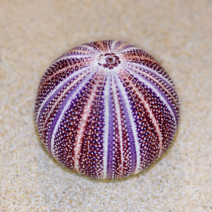 漂亮的刺猬摄影照片_海胆或海胆壳