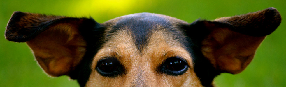 米格犬-闽品比格犬混种犬