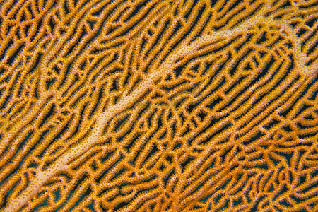 Gorgonian, Sea Fan, 南阿里环礁, 马尔代夫