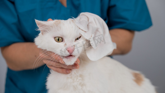 湿手套摄影照片_兽医用一次性湿手套清洗毛茸茸的白猫。
