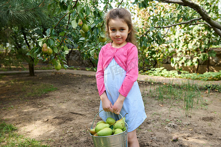 可爱的梨子摄影照片_白种人可爱的小女孩看着相机，摆出果园里收获的绿色成熟梨子的姿势。