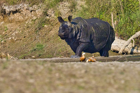红船独角兽水彩摄影照片_更大的独角犀牛，皇家巴迪亚国家公园，尼泊尔