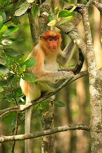 年轻的长鼻猴坐在树上，婆罗洲，马来西亚