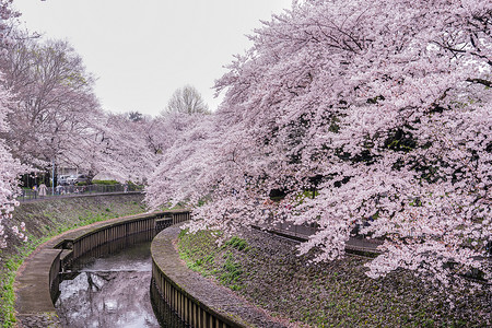 中国吉野山摄影照片_吉门寺绿地公园的樱花
