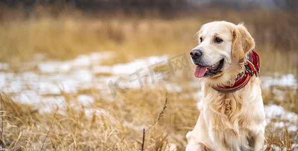 走在冬天领域的金毛猎犬狗