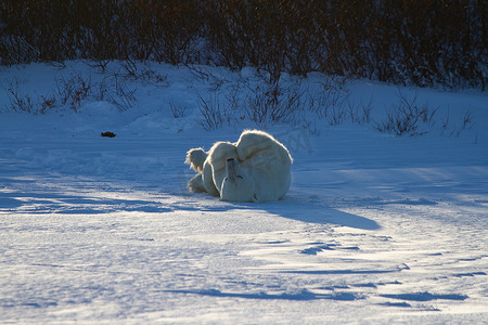 雪地打滚摄影照片_一只北极熊在雪地里打滚，腿在空中，地上有雪