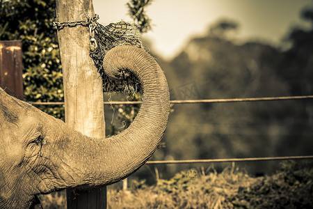 大象用鼻子在杆子上取食