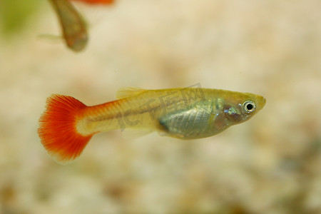 孔雀鱼 (Poecilia reticulata)