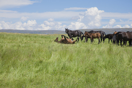 羊群草原摄影照片_马在绿色的草原上打滚