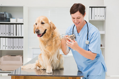 医务室摄影照片_兽医在狗身上使用指甲剪