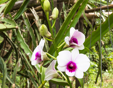泰国自然花园中美丽的兰花