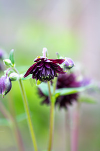 耧斗菜，黑巴洛，花