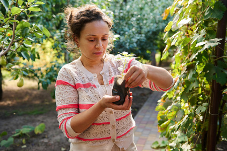 自信的女业余农民园丁农学家在生态田里拿着一盆辣椒发芽苗